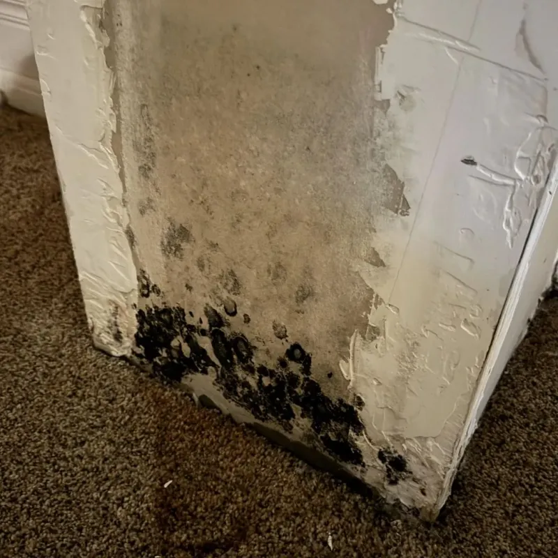 Professional Mold Removal in Rushville, NE